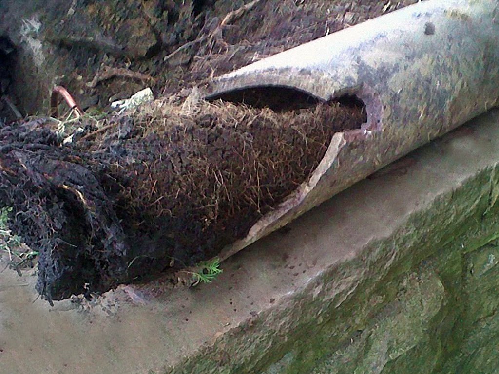 tree roots in sewer