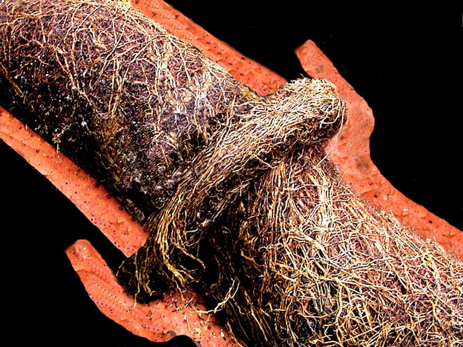 Roots inside of clay sewer pipes.